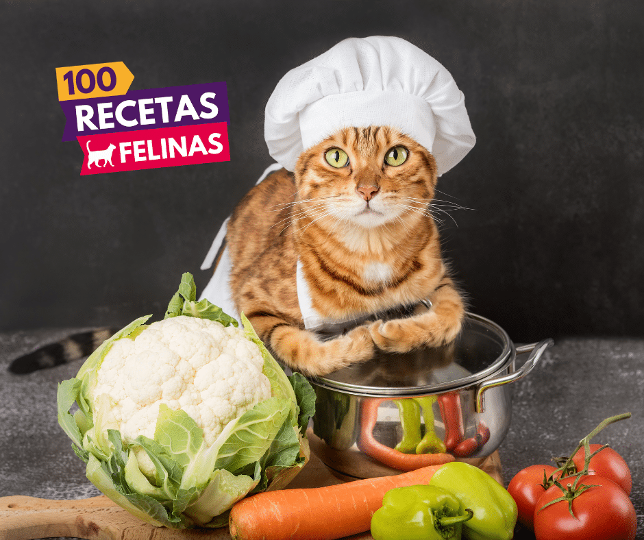 100 Recetas Felinas