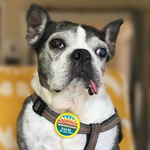 Adventure Is Calling Tag- Silent, Eco-Friendly, Ringless ID Tag for - Imagen 2